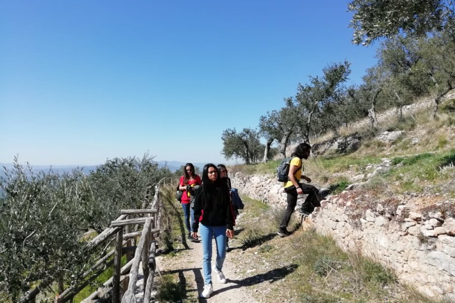 Visita alla Fascia Olivata di Assisi e Spoleto