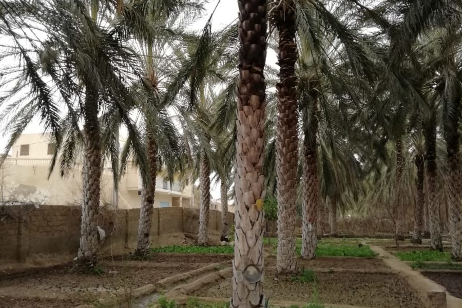 Le oasi nel deserto tunisino
