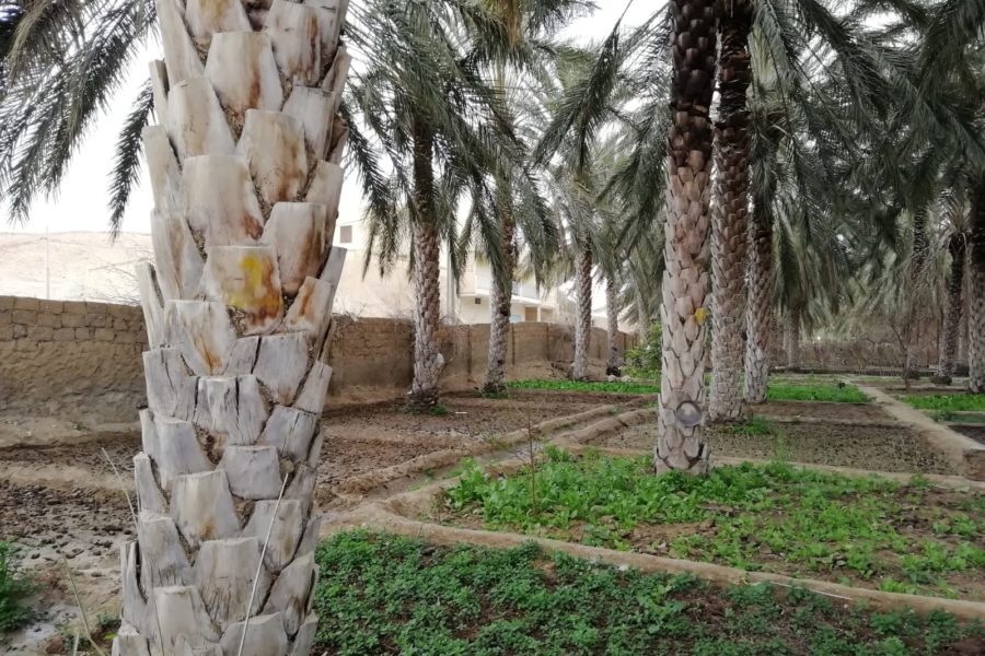 The oases in the Tunisian desert
