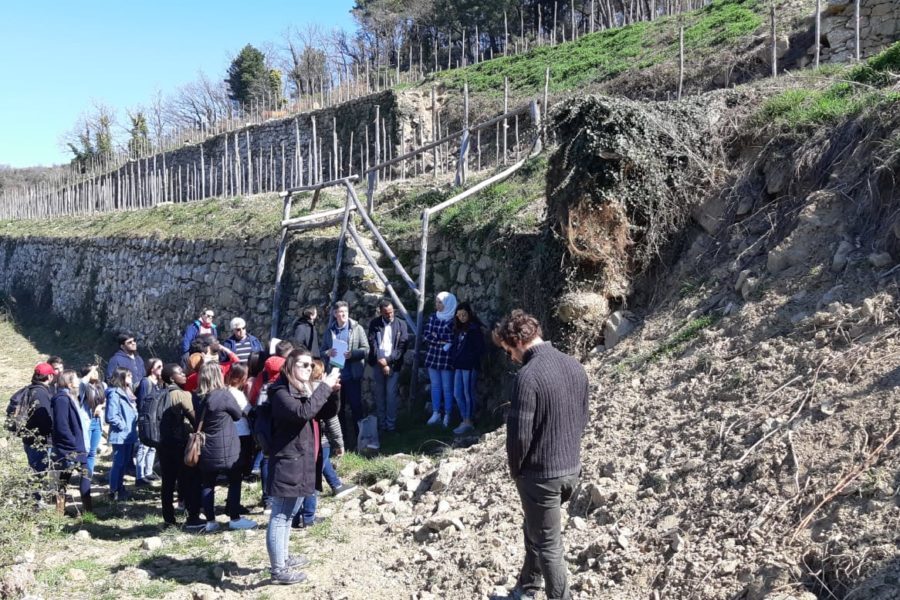 Visita alle vigne e i muri a secco restaurati di Lamole, Toscana