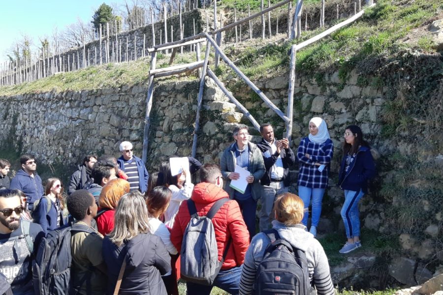 Visita alle vigne e i muri a secco restaurati di Lamole, Toscana